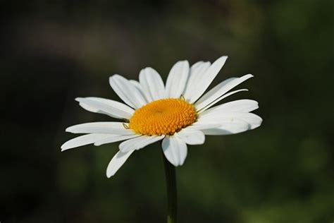 白花 意思|白花的意思